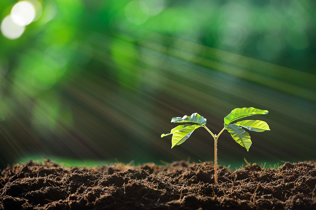 environnement-pousse-arbre