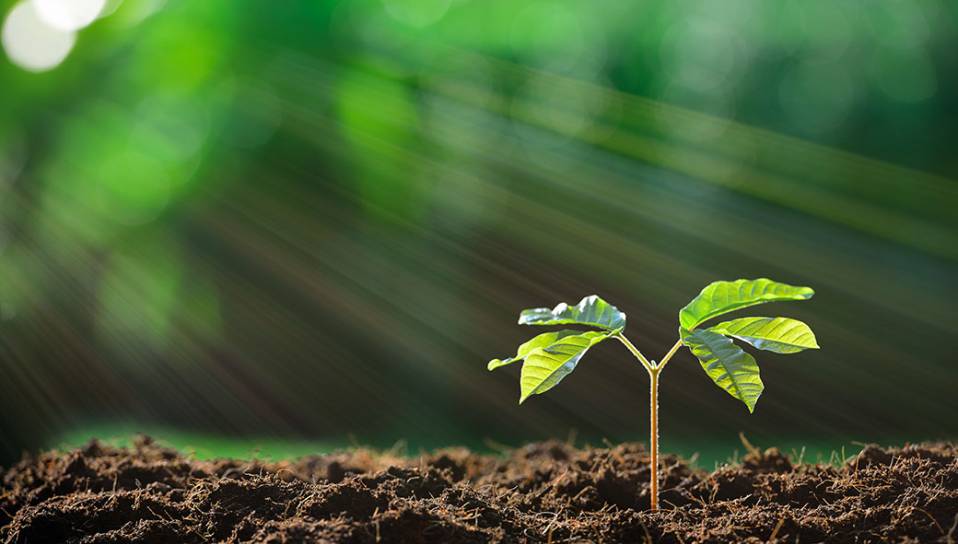 environnement-pousse-arbre environnement-pousse-arbre