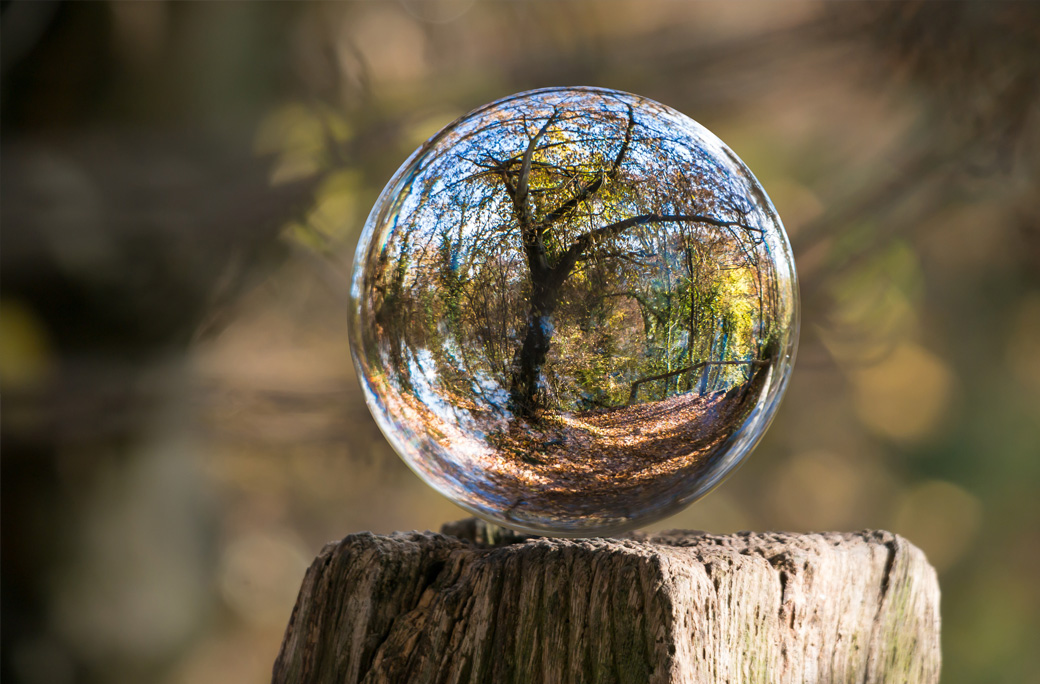 arbre-bulle