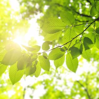 sun-leaves