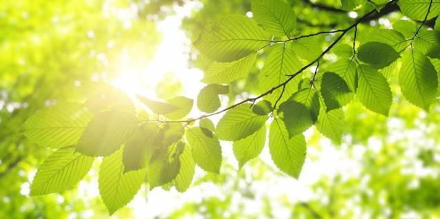 sun-leaves