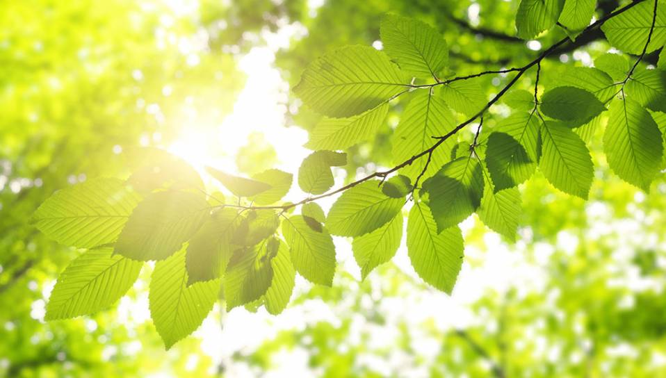 sun-leaves sun-leaves