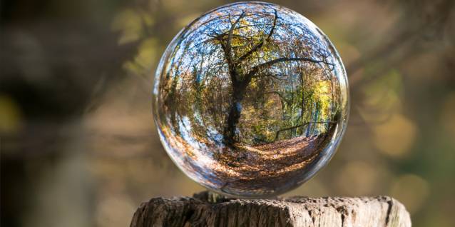 arbre-bulle