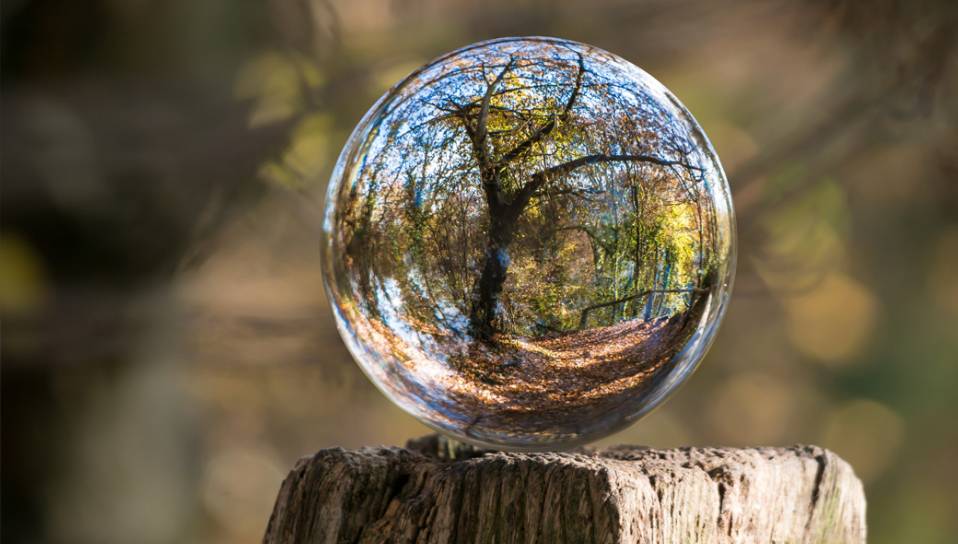arbre-bulle arbre-bulle