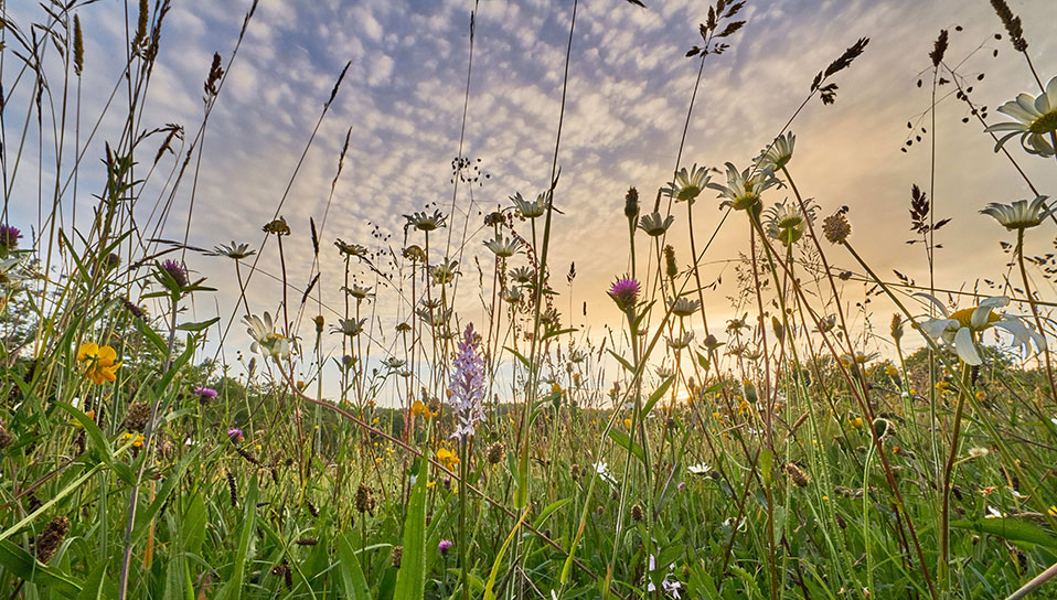 Biodiversité