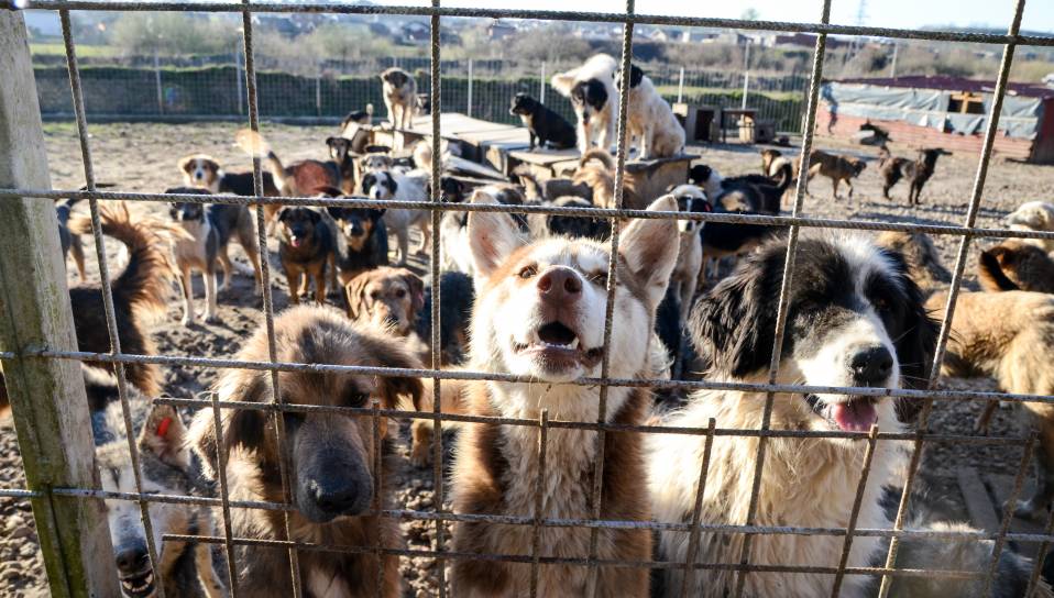 Condition animale